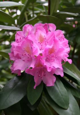 Rhododendron