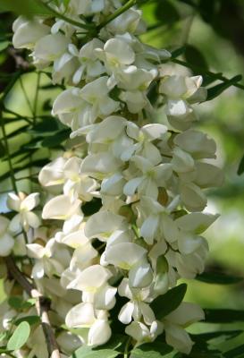 Locust Tree Blossoms