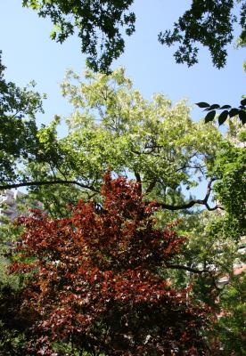 Locust , Cherry and Oak Tree Foliage