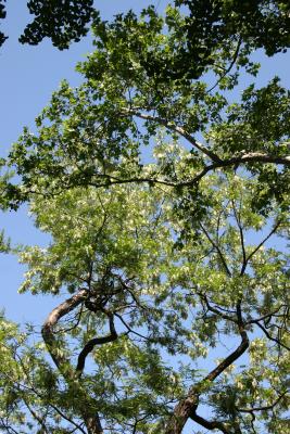 Locust and Oak Tree Foliage