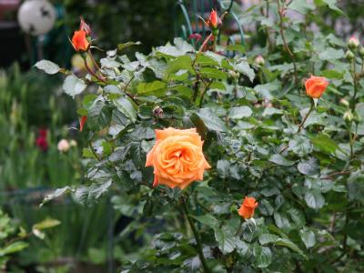 Rose Bush