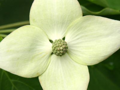 Dogwood Blossom