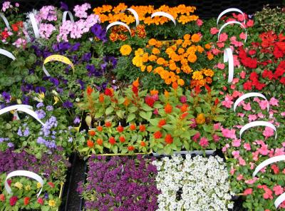Florist's Early Summer Flowers for Sale