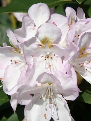 Rhododendron