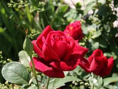 Chrysler Imperial Roses