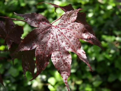 Japanese Red Maple Foliage