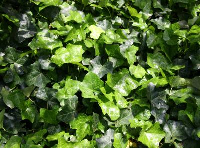 Ivy or Hedera