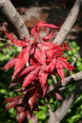 Japanese Red Maple Foliage
