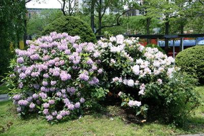 Rhododendron Bushs
