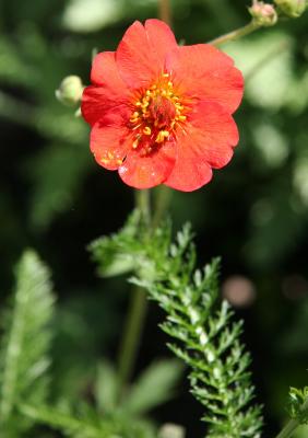 Geum