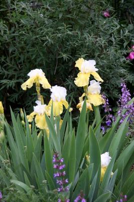 Iris & Sage Blossoms