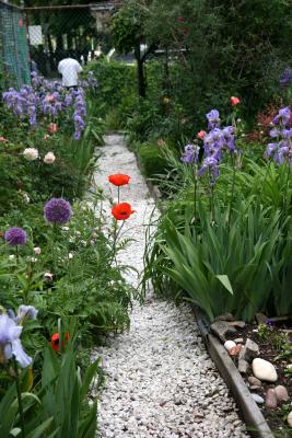 Poppies in the Garden Path
