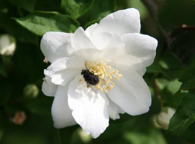 Fly in a Mock Orange Blossom