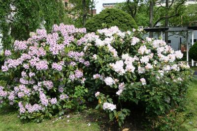 Rhododendron Bushs