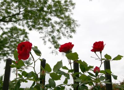 Climbing Roses