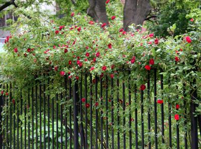 Climbing Roses