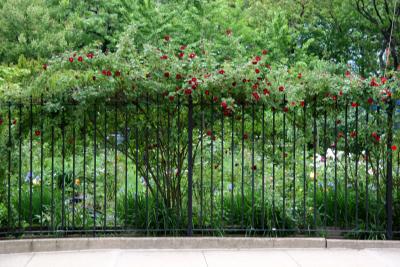 Climbing Roses