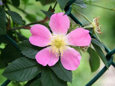 Glauca Roses