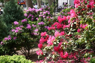 Rhododendrons -  NYU Washington Square Village Gardens