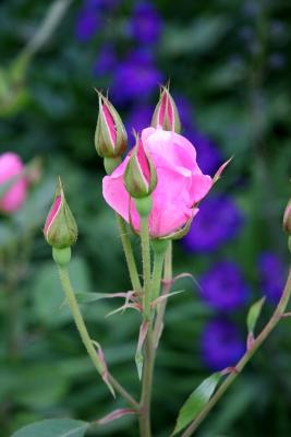 Rose Buds & Delphinium