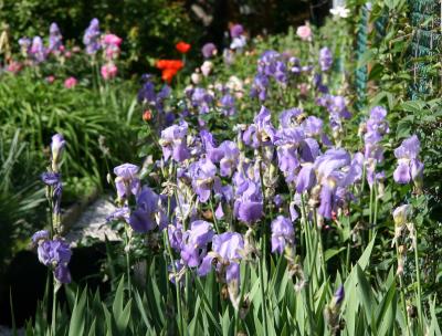 Iris & Garden View