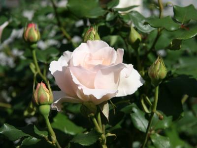 French Lace Rose
