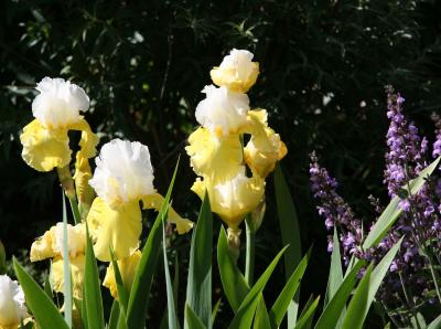 Iris & Sage Blossoms