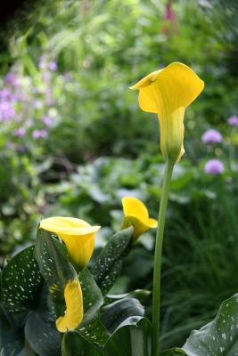 Calla Lily