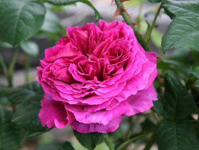 Rosa Empereur du Maroc