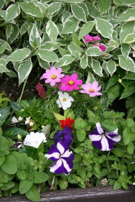 Petunias, Asters and Foliage Flower Box
