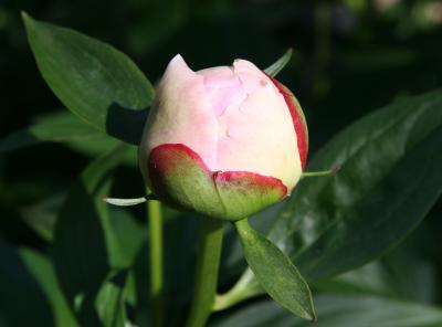 Peony Bud