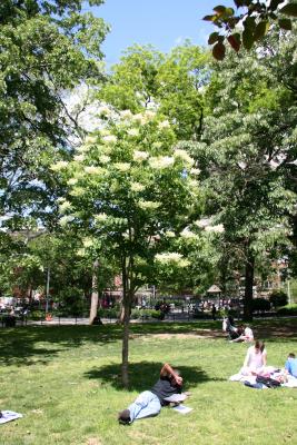 Under a Lilac Tree