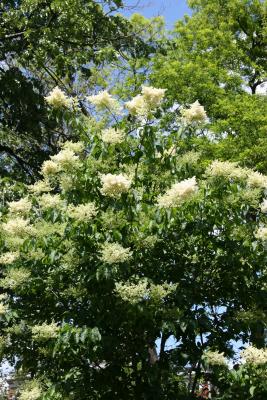 Lilac Tree