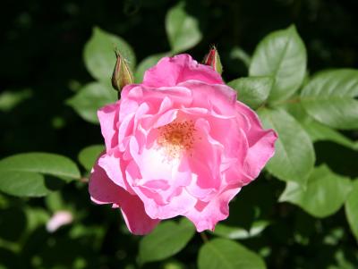 Pink Simplicity Rose
