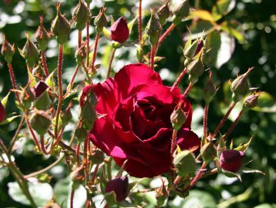 Rose in a Basket of Buds