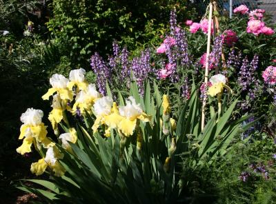Iris, Sage & Peony Blossoms