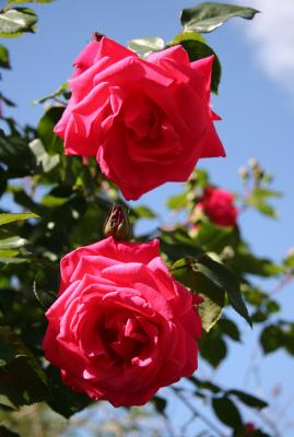 Senior Prom Roses