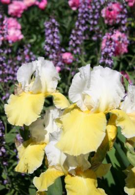 Iris, Sage & Peony Blossoms