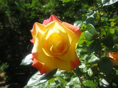 Love & Peace Rose