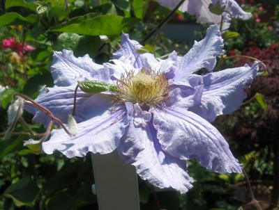 Clematis