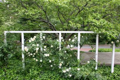 Rose Trellis & Dogwood Tree