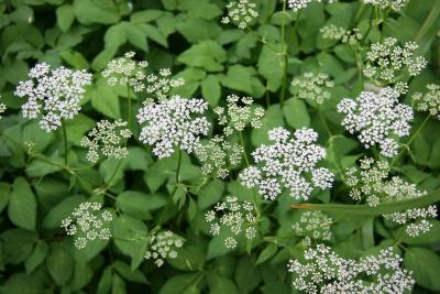 Queen Ann's Lace