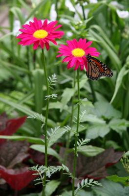 Daisies & Monarch Butterfly