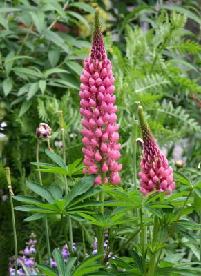 Lupine