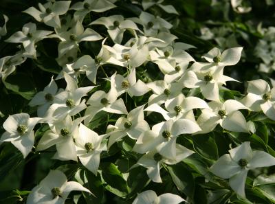 Dogwood Tree Blossoms