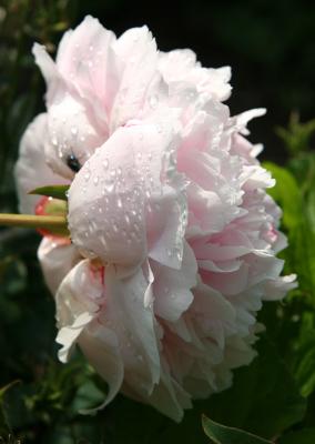 Peony