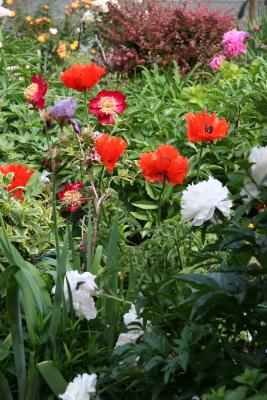 Poppies & Peonies