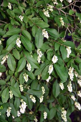 Ligustrum Vulgare