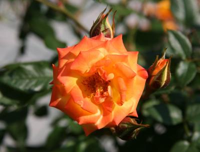 Orange Honey Rose