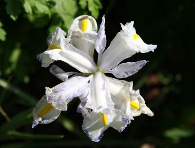 Iris